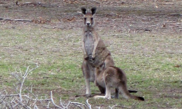 Back Paddock (Short Circuit) – Woodlands Historic Park – Greenvale – Victoria