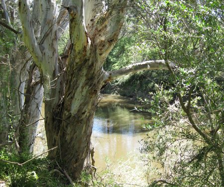 Melbourne Park Walk: Birrarrung Park – Bulleen – Victoria