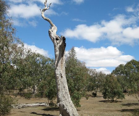 Back Paddock (Long Circuit) – Woodlands Historic Park – Greenvale – Victoria
