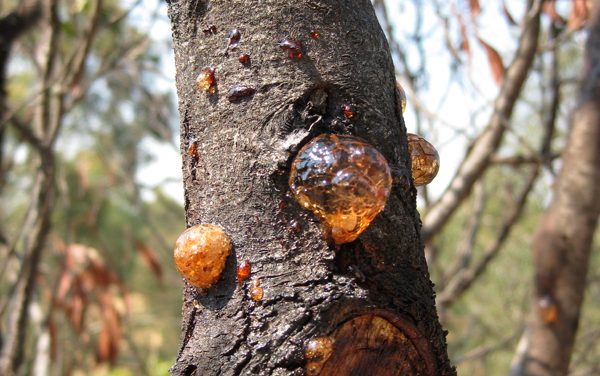 Melbourne Park Walk: Galatea Point Loop & Dights Falls Lookout – Yarra Bend Park – Kew – Victoria
