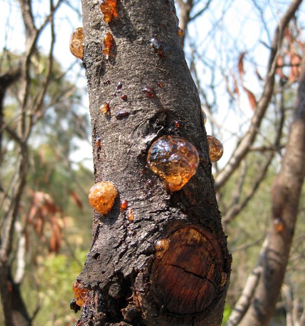 Melbourne Park Walk: Galatea Point Loop & Dights Falls Lookout – Yarra Bend Park – Kew – Victoria