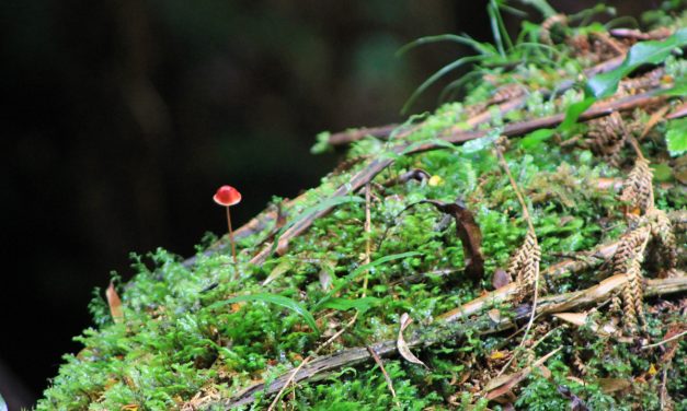 Melba Gully – Madsen’s Track Nature Walk – Great Otway National Park – Lavers Hill – Victoria