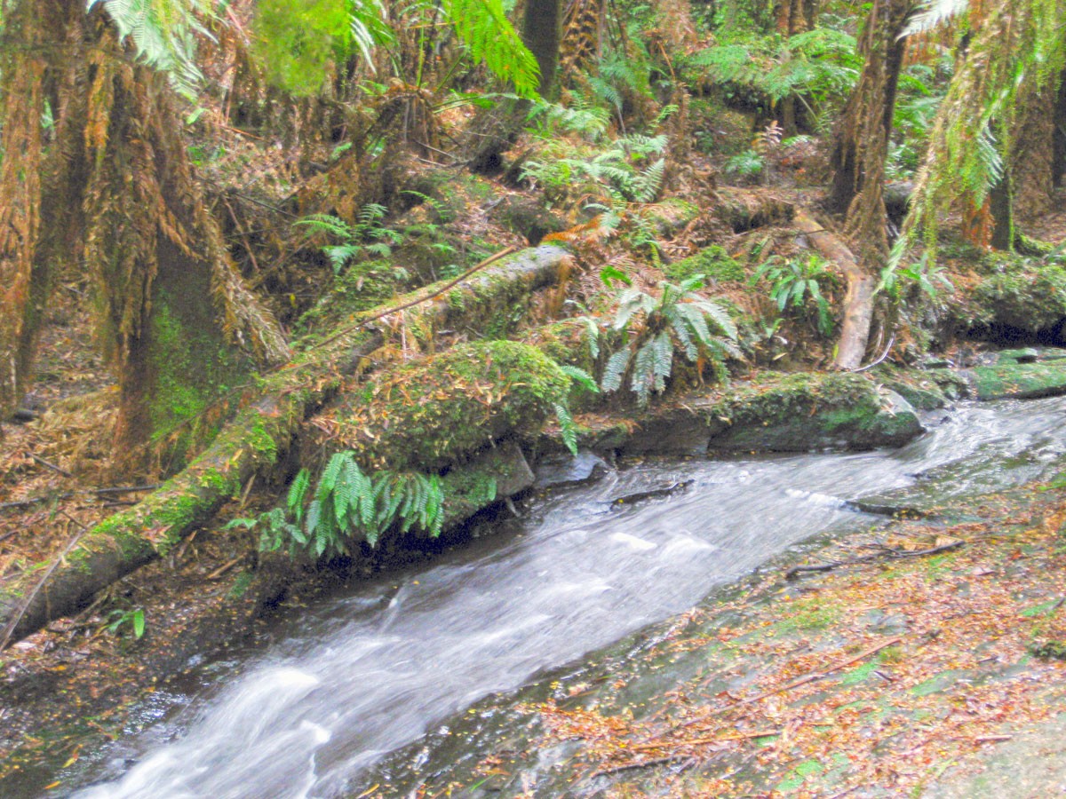 Anne's Cascade - Melba Gully - Great Ocean Road