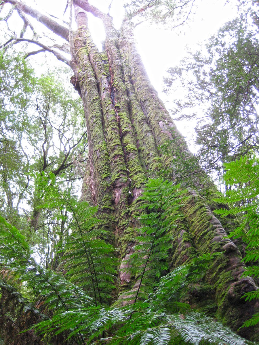 Big Tree - Melba Gully - Great Ocean Road