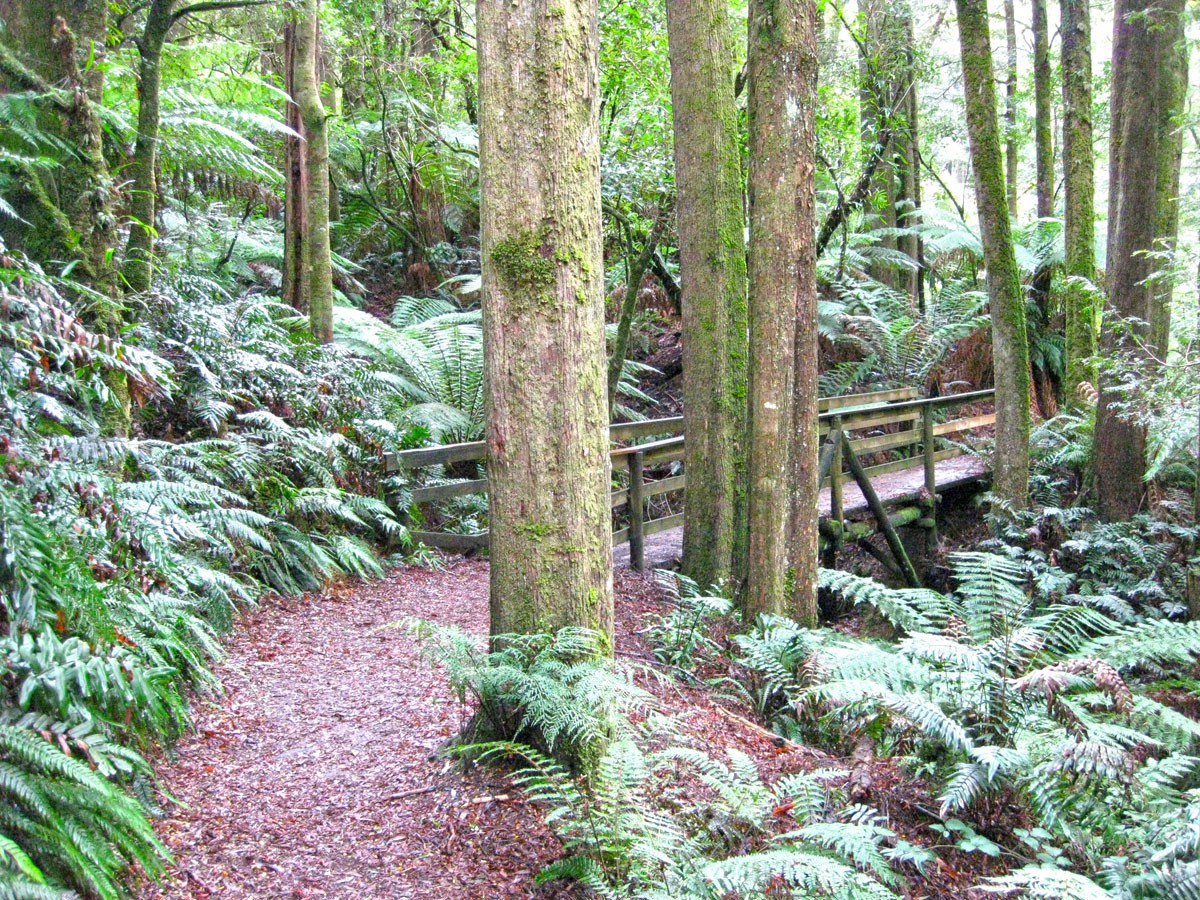 Madsen's Track - Melba Gully - Great Ocean Road