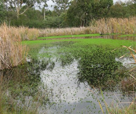 Melbourne Park Walk: Jells Lake Circuit – Jells Park – Wheelers Hill – Victoria