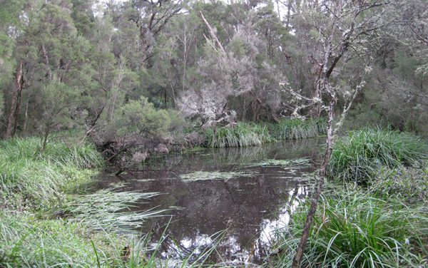 Melbourne Park Walk: Shepherds Bush – Wheelers Hill – Victoria
