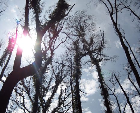 Mountain Creek Track to Andrew Hill – Kinglake National Park – Kinglake – Victoria