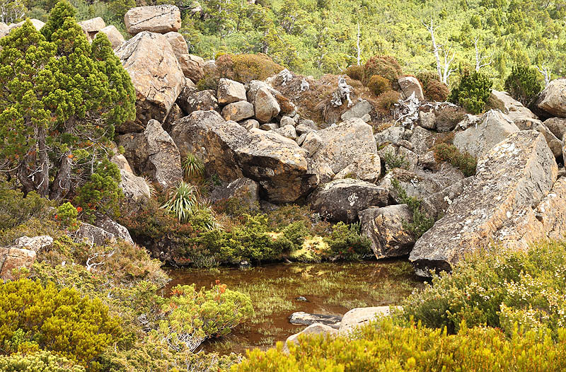 Wild Garden - Tarn Shelf Circuit - Mount Field - Tasmania (by Stef from Toothbrush Nomads