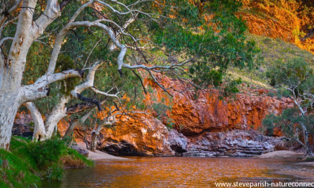 Nature photography and connection: Interviewing my favourite photographer, Steve Parish
