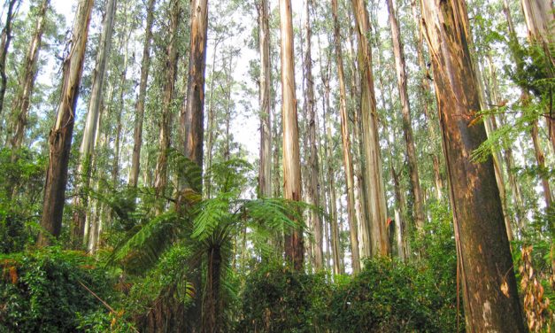 Sleeping amongst the trees: A walking honeymoon in the Dandenong Ranges
