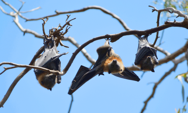 Melbourne’s Flying-Fox Wetland Walk – Yarra Bend Park (Kew)