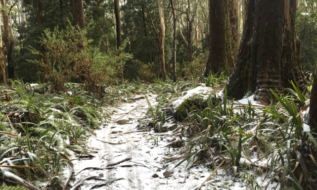 Hiking & Coffee: Warburton to Mt Donna Buang (via Mt Victoria)