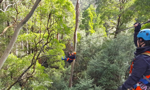 An Otways Long Weekend – Part 2: Otway Fly Treetop Walk & Zipline