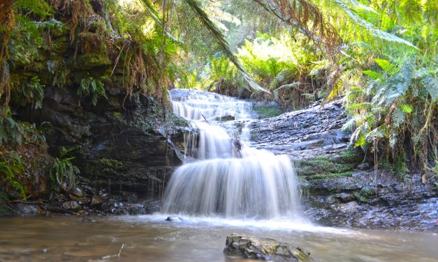 Moonlight Circuit – Mount Worth State Park – Victoria