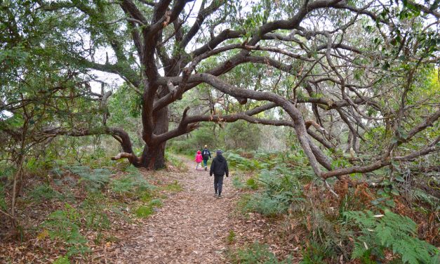 Batemans Bay (and surrounds) with kids: Eurobodalla’s best outdoor adventures – Day One