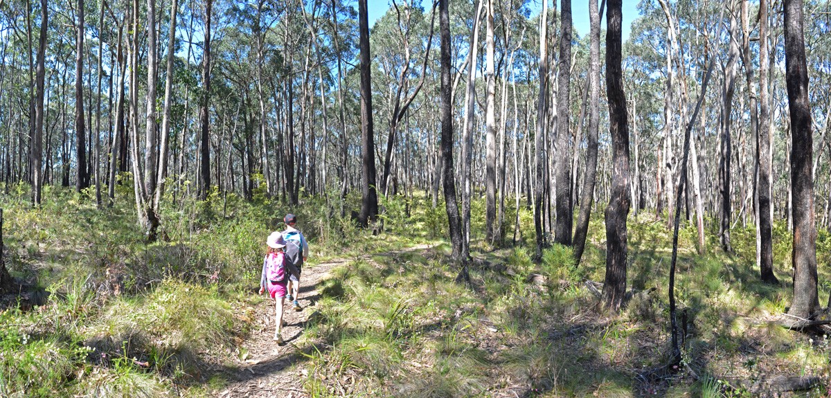 Lerderderg River Heritage Walk - Wombat State Forest - Victoria - Australia