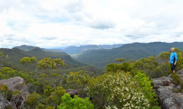 Mount Bushwalker Walking Track (Morton National Park, NSW)