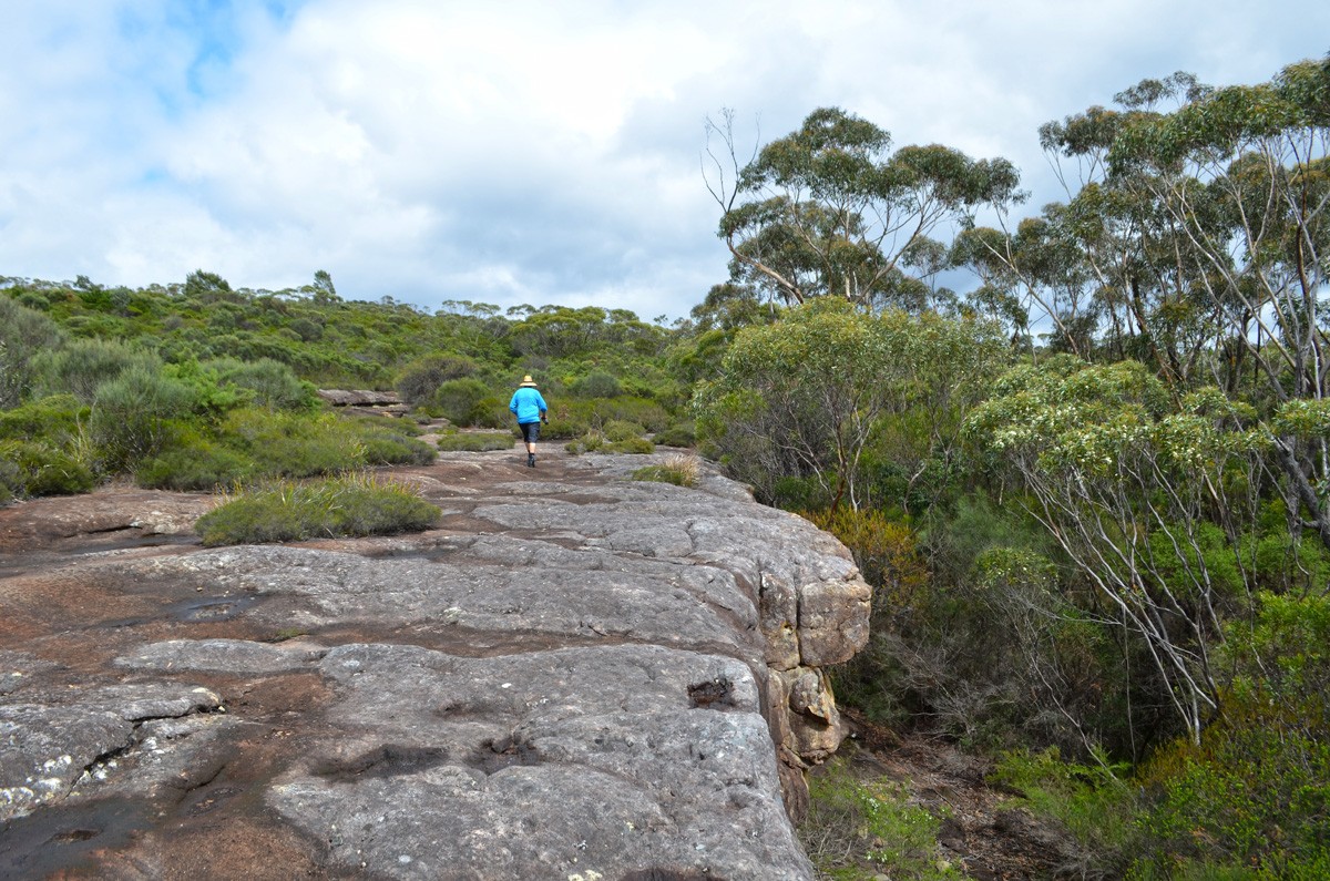 Mount Bushwalker Walking Track - Morton National Park - New South Wales