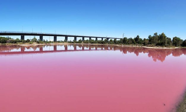 Westgate Park Pink Lake: Mother nature’s yearly gift to Melbourne