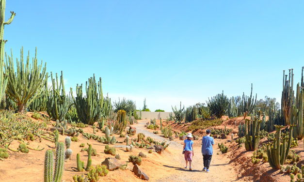 Cactus Country (Strathmerton, Victoria): Because what’s better than giant cacti and margarita slushies?