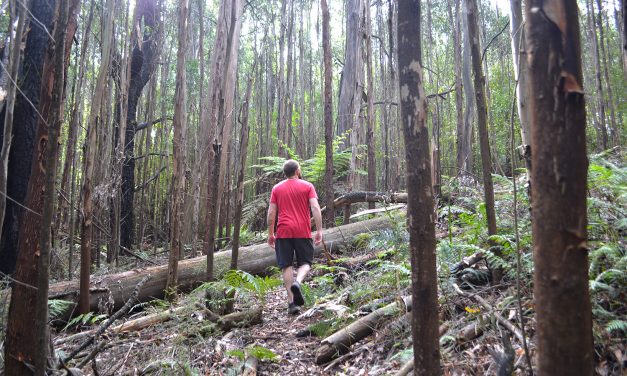 The hikes of Mount Disappointment State Forest (Victoria, Australia)