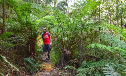 Whipstick Loop – Wombat State Forest – Blackwood (Victoria)
