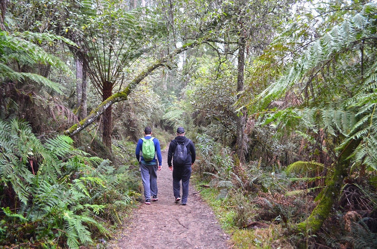 Eastern Sherbrooke Forest Walk - Dandenong Ranges National Park - Victoria - Australia