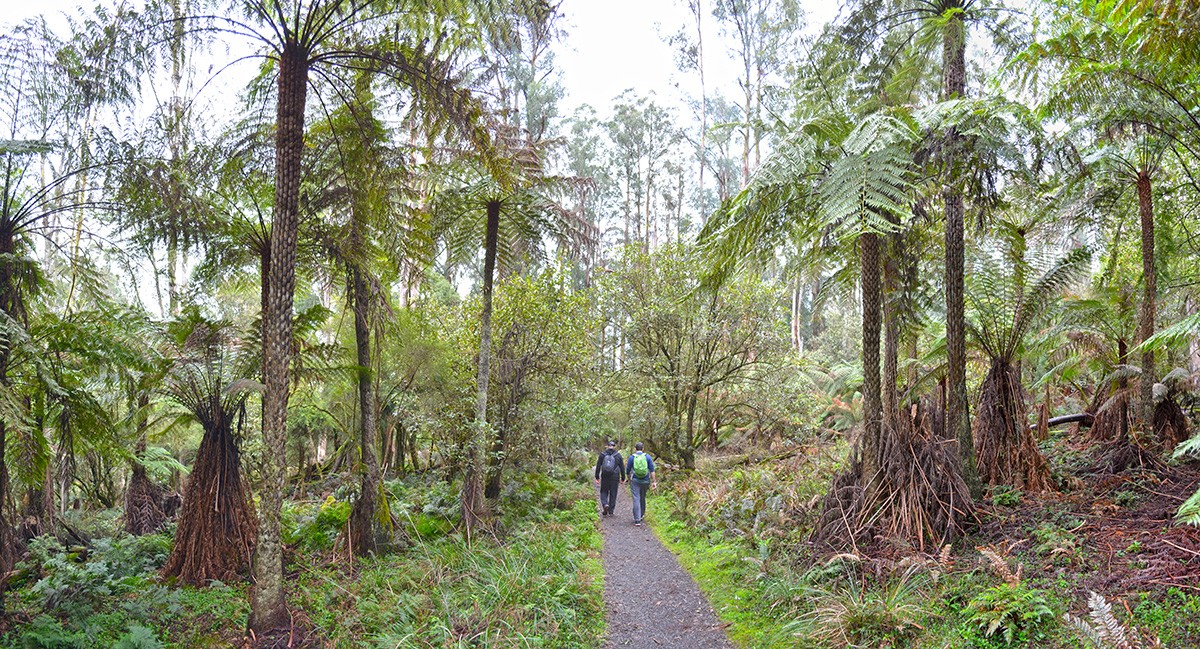 Eastern Sherbrooke Forest Walk - Dandenong Ranges National Park - Victoria - Australia