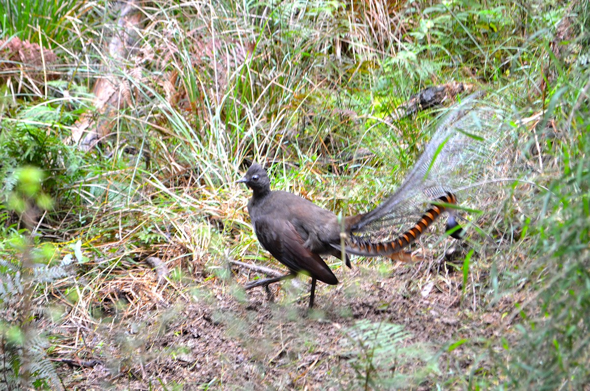 A Lyrebird on the Eastern Sherbrooke Forest Walk - Dandenong Ranges National Park - Victoria - Australia