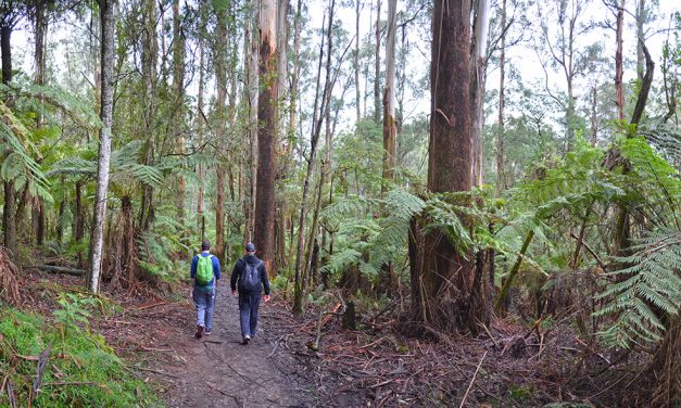 Eastern Sherbrooke Forest Walk – Dandenong Ranges National Park (Victoria)