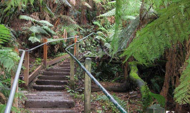 1000 Steps Walk (Dandenong Ranges): The ultimate guide to Melbourne’s favourite playground