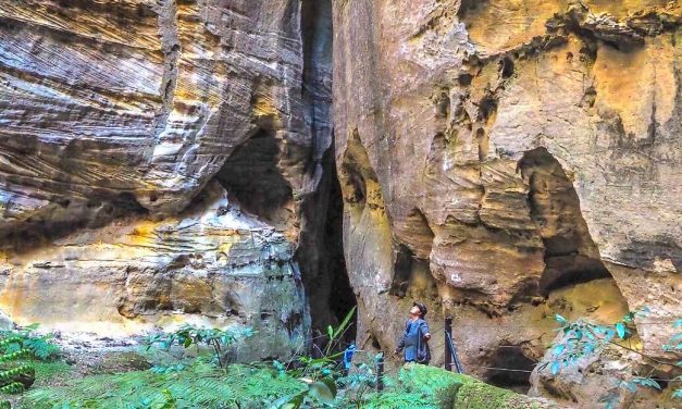 Carnarvon Gorge Walk (Carnarvon National Park, Queensland)