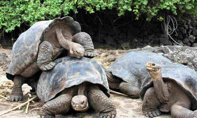 Adventure of a Lifetime: How to Plan a Perfect Galapagos Trip