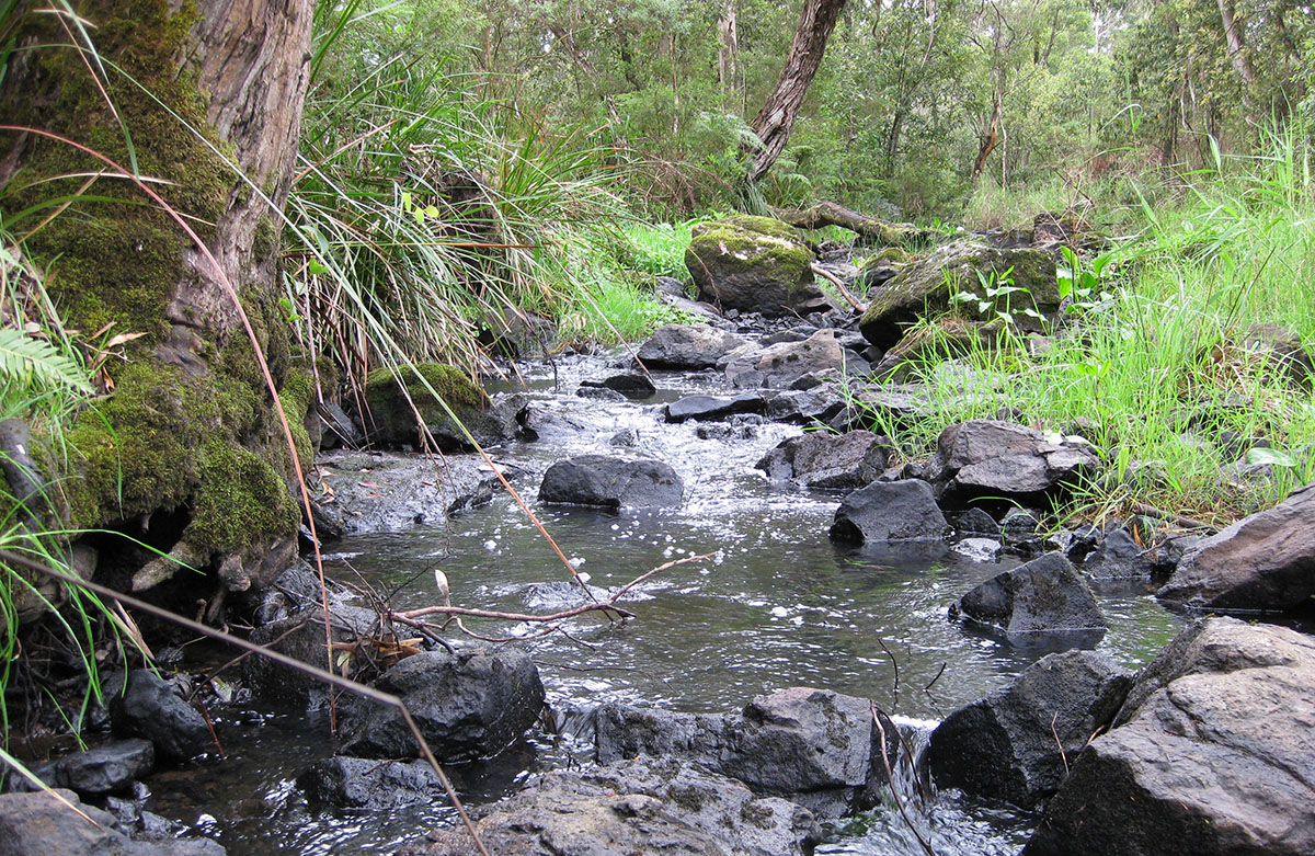 A creek through a lush forest (Main Creek in Greens Bush - Mornington Peninsula National Park)