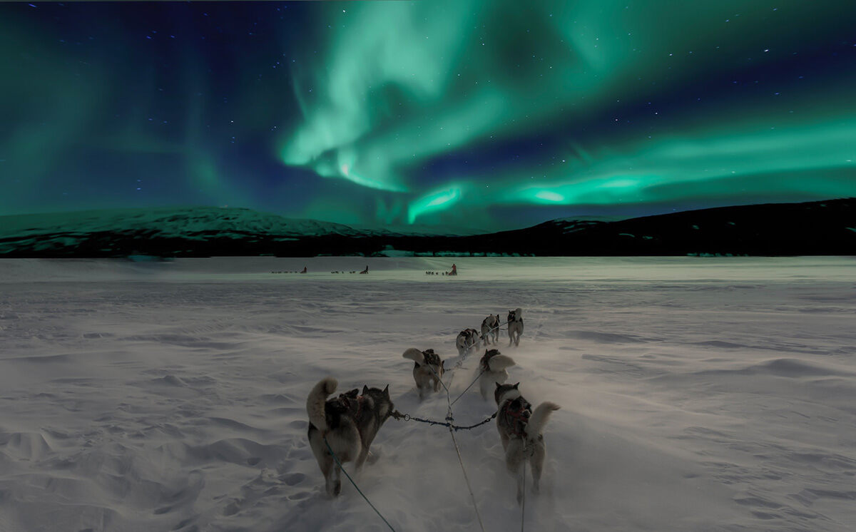 Sled dogs running in the snow, with the Northern Lights lighting up the sky in front of them.