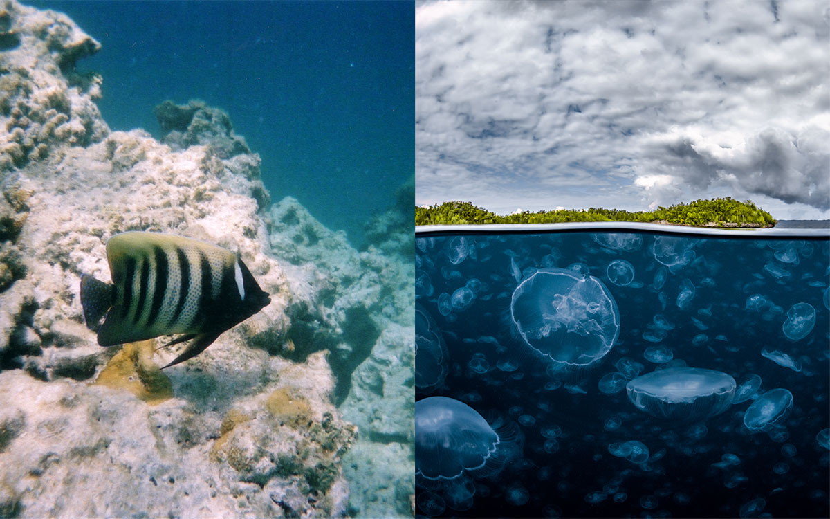 Left: A dull, poor quality photo of a tropical fish, with coral reef behind it. Right: An incredible photo, half underwater and half above, with jellyfish in the water 